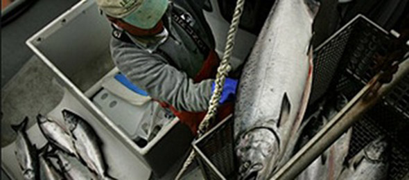 salmon_fishing-blog.jpg